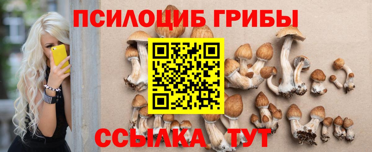 Псилоцибиновые грибы Psilocybine cubensis Североуральск